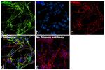 AHNAK Antibody in Immunocytochemistry (ICC/IF)