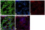 AHNAK Antibody in Immunocytochemistry (ICC/IF)