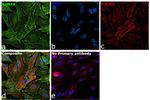 AHNAK Antibody in Immunocytochemistry (ICC/IF)