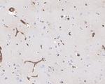 AHNAK Antibody in Immunohistochemistry (Paraffin) (IHC (P))