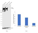 AHNAK Antibody in Western Blot (WB)