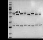 Diazepam Antibody in SDS-PAGE (SDS-PAGE)