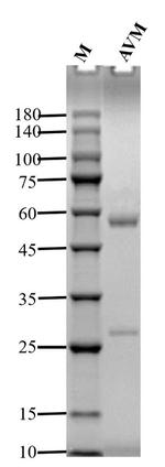 Avermectin Antibody in SDS-PAGE (SDS-PAGE)