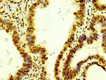 Histone H4 Antibody in Immunohistochemistry (Paraffin) (IHC (P))