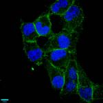 CD97 Antibody in Immunocytochemistry (ICC/IF)