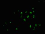 Phospho-Myb (Ser11) Antibody in Immunocytochemistry (ICC/IF)