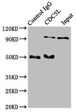 Cdc5L Antibody in Immunoprecipitation (IP)