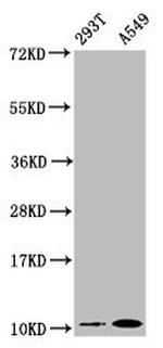 ApoA2 Antibody in Western Blot (WB)