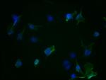 Aurora A Antibody in Immunocytochemistry (ICC/IF)