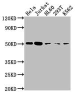 Caspase 2 Antibody in Western Blot (WB)