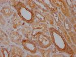 TRAF2 Antibody in Immunohistochemistry (Paraffin) (IHC (P))