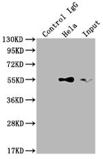 TRAF2 Antibody in Immunoprecipitation (IP)