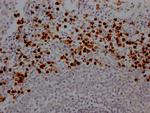 Myeloperoxidase Antibody in Immunohistochemistry (Paraffin) (IHC (P))