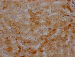 Transthyretin Antibody in Immunohistochemistry (Paraffin) (IHC (P))