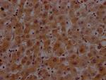 Prothrombin Antibody in Immunohistochemistry (Paraffin) (IHC (P))