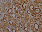 GPX4 Antibody in Immunohistochemistry (Paraffin) (IHC (P))