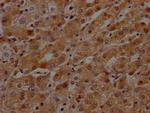 Plasma Kallikrein Antibody in Immunohistochemistry (Paraffin) (IHC (P))