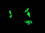 Growth Hormone Receptor Antibody in Immunocytochemistry (ICC/IF)