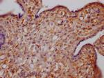Growth Hormone Receptor Antibody in Immunohistochemistry (Paraffin) (IHC (P))