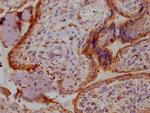 Angiopoietin 2 Antibody in Immunohistochemistry (Paraffin) (IHC (P))