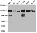 KIF11 Antibody in Western Blot (WB)