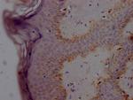 alpha Synuclein Antibody in Immunohistochemistry (Paraffin) (IHC (P))