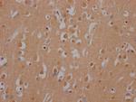 Huntingtin Antibody in Immunohistochemistry (Paraffin) (IHC (P))