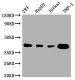 STING Antibody in Western Blot (WB)