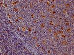 Cathepsin S Antibody in Immunohistochemistry (Paraffin) (IHC (P))