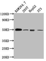 TIM-1 Antibody in Western Blot (WB)