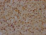 CRM1 Antibody in Immunohistochemistry (Paraffin) (IHC (P))