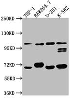 TLR5 Antibody in Western Blot (WB)