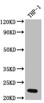 IL23A Antibody in Western Blot (WB)