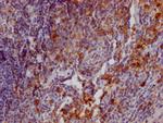 CD162 Antibody in Immunohistochemistry (Paraffin) (IHC (P))