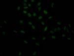 HIF1A Antibody in Immunocytochemistry (ICC/IF)