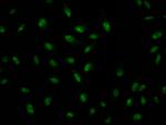 ILF3 Antibody in Immunocytochemistry (ICC/IF)