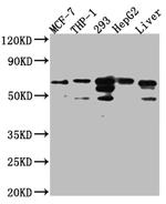 FAAH Antibody in Western Blot (WB)