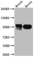 PSD-95 Antibody in Western Blot (WB)