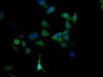 MAOA Antibody in Immunocytochemistry (ICC/IF)