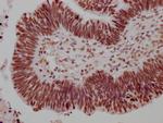 HSF1 Antibody in Immunohistochemistry (Paraffin) (IHC (P))