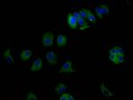 ErbB3 Antibody in Immunocytochemistry (ICC/IF)