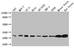 14-3-3 beta Antibody in Western Blot (WB)