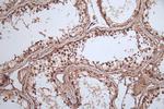 HSP90 beta Antibody in Immunohistochemistry (Paraffin) (IHC (P))