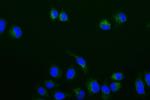 BMP-4 Antibody in Immunocytochemistry (ICC/IF)