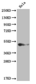 BMP-4 Antibody in Western Blot (WB)