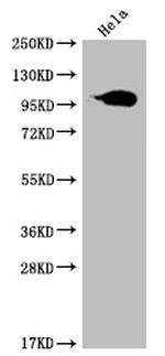 Aconitase 1 Antibody in Western Blot (WB)