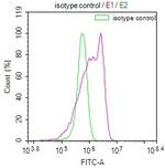 RPS19 Antibody in Flow Cytometry (Flow)