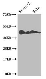 LEFTY2 Antibody in Western Blot (WB)