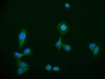 HDJ2 Antibody in Immunocytochemistry (ICC/IF)