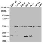 HDJ2 Antibody in Western Blot (WB)